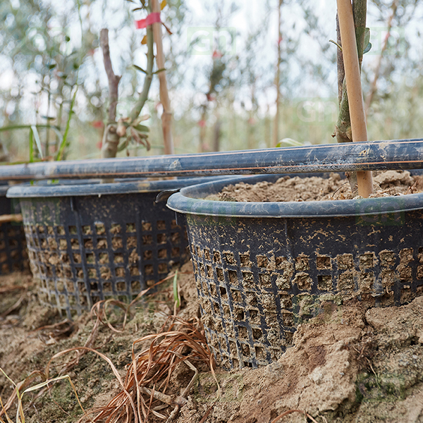 Basket Pots (Replica)