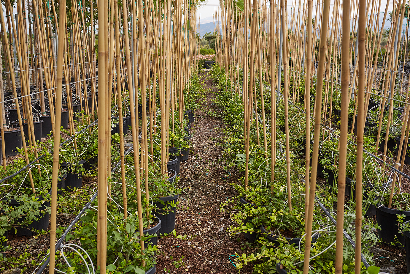 Bamboo Canes