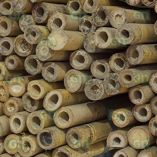 Bamboo Canes
