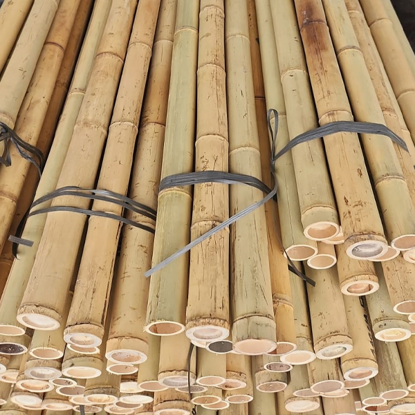 Bamboo Canes